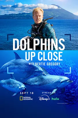 摄影师贝尔蒂与海豚零距离